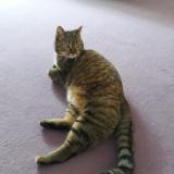 Picture of cat lost at Malakoff