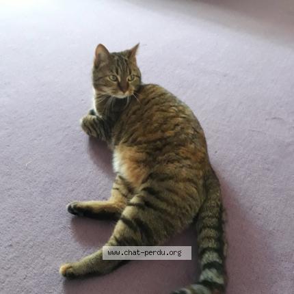 Photo 1/1 Kitty Chat lost in Malakoff