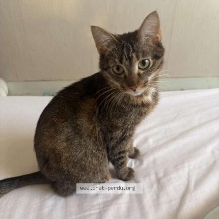 Photo 1/1 pistache Chat lost in Baron sur odon