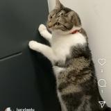 Picture of cat lost at Drancy