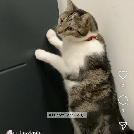 Photo 1/1 Lucy Chat lost in Drancy