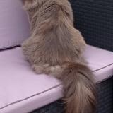 Picture of cat lost at Annay