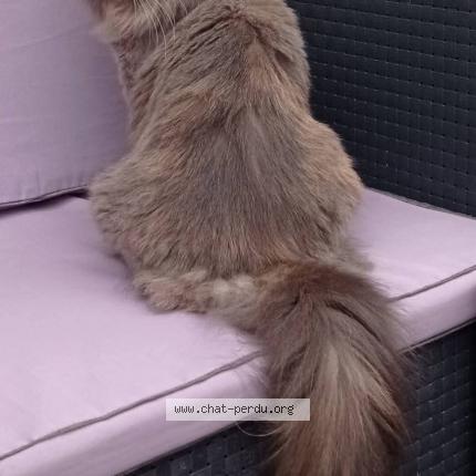 Photo 1/1 Pompon Chat lost in Annay