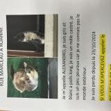Picture of cat lost at Roanne