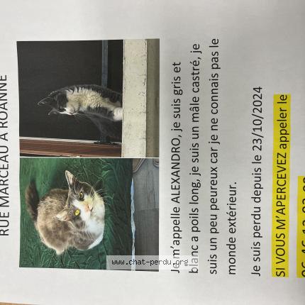 Photo 1/1 Alexandro Chat lost in Roanne