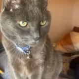 Picture of cat lost at Vigneux Sur Seine