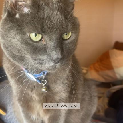 Photo 1/1 Griezmann Chat lost in Vigneux sur seine