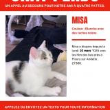 Picture of cat lost at Fleury Sur Andelle