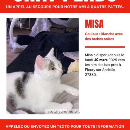 Photo 1/1 Misa Chat lost in Fleury sur andelle