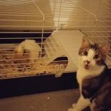 Picture of cat lost at Le Bouscat