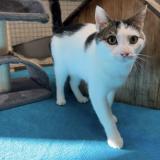 Picture of cat lost at Toulon Sur Allier