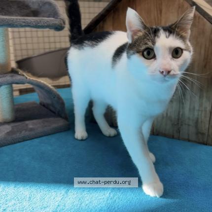 Photo 1/1 Pistache Chat lost in Toulon sur allier