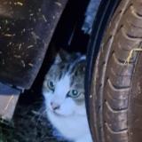 Picture of cat found at Tourlaville