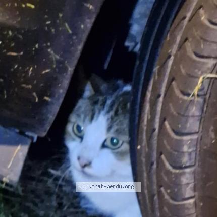 Photo 1/1 Cat reunited Found in Tourlaville
