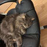 Picture of cat lost at Cherveux