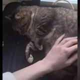 Picture of cat lost at Nantes