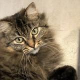 Picture of cat lost at Lapeyrouse Mornay