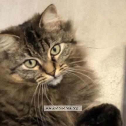 Photo 1/1 Vanille Chat lost in Lapeyrouse mornay