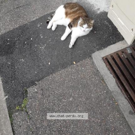 Photo 1/1 Princesse Chat lost in Orleans