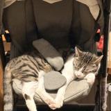 Picture of cat lost at Lichtenberg