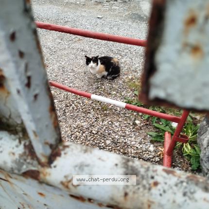 Photo 1/1 Cat reunited Lost in Annecy