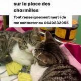 Picture of cat lost at Longjumeau