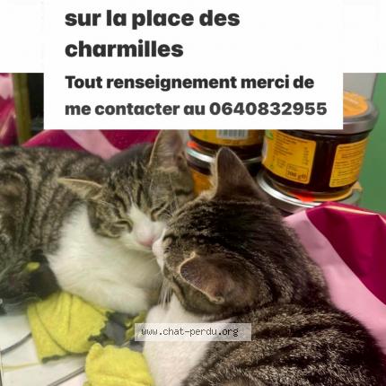 Photo 1/1 ahmed aboulghazi Chat lost in Longjumeau