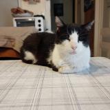 Picture of cat lost at Villers Les Bois