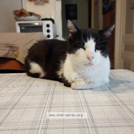 Photo 1/1 Vic Chat lost in Villers les bois