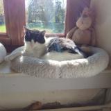 Picture of cat lost at Villers Les Bois