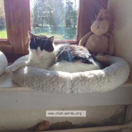 Photo 1/1 Cat reunited Lost in Villers les bois