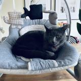 Picture of cat lost at Distre