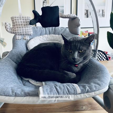 Photo 1/1 Loki Chat lost in Distre