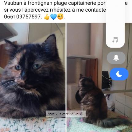 Photo 1/1 Ma fille Chat lost in Frontignan plage