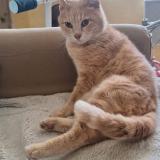 Picture of cat lost at Marseillan