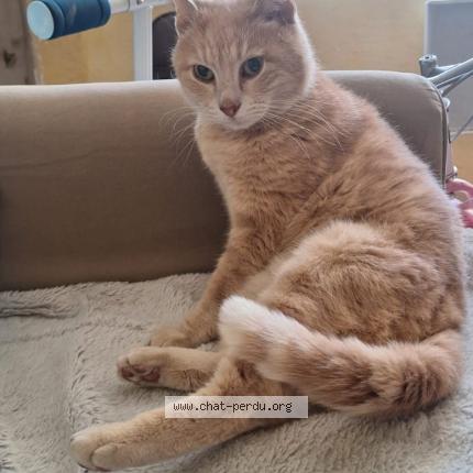 Photo 1/1 Gustave Chat lost in Marseillan