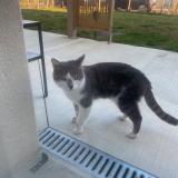Picture of cat found at Gleize