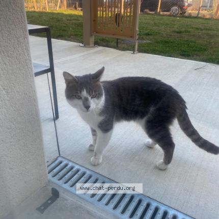 Photo 1/1 Found cat Found in Gleize