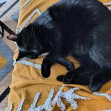 Picture of cat lost at Melun