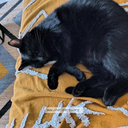 Photo 1/1 ELIO Chat lost in Melun