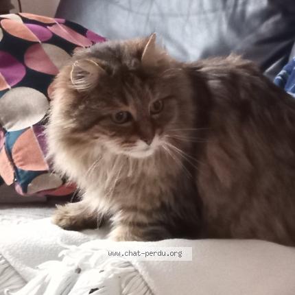 Photo 1/1 Cookie Chat lost in Blanc mesnil