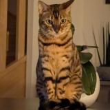 Picture of cat lost at Octeville Sur Mer