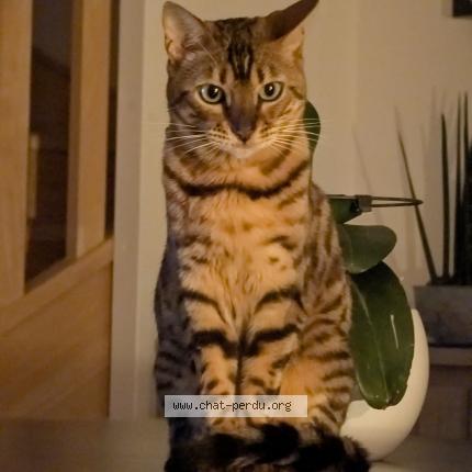 Photo 1/2 Lilie Chat lost in Octeville sur mer