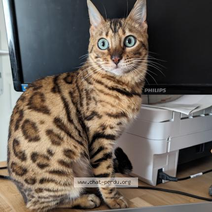 Photo 2/2 Lilie Chat lost in Octeville sur mer