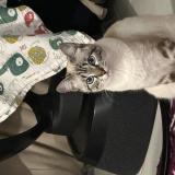 Picture of cat lost at Montbartier