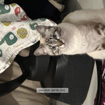 Photo 1/1 Blue Chat lost in Montbartier