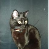 Picture of cat lost at Valenciennes