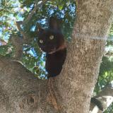 Picture of cat lost at Le Mans