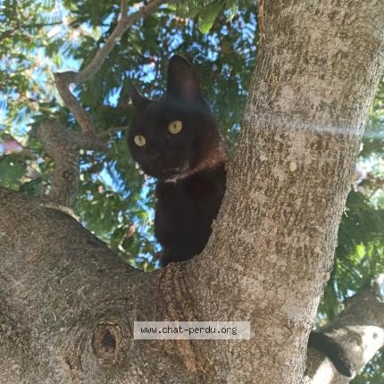 Photo 1/1 MECANO Chat lost in Le mans