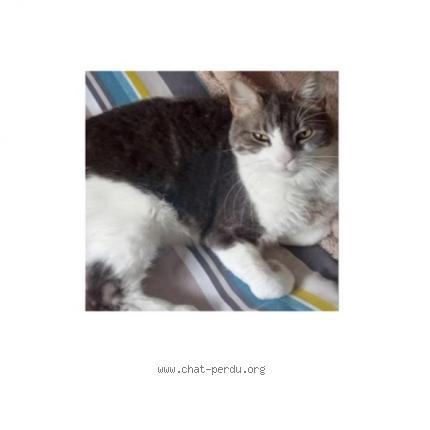 Foto van vermiste kat in Ixelles